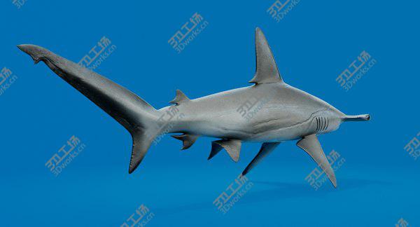 images/goods_img/20210312/Hammerhead Shark 3D model/4.jpg